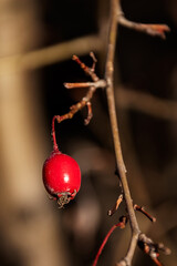 Close up rose hip