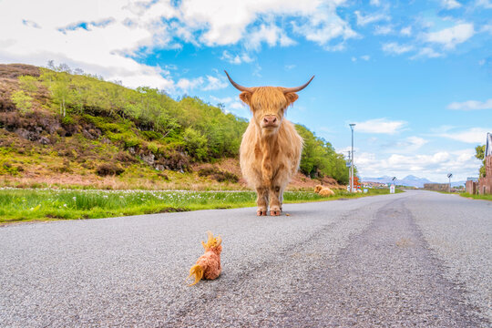 Galloway cattle standing on road under cloudy sky