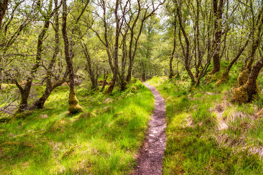 Footpath amidst trees in forest