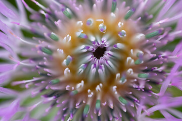 beautiful thistle flower detail, purple, green, yellow, green and white colors