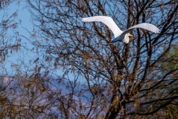A Great White Egret in Tucson, Arizona