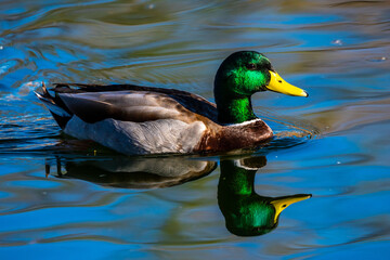 Obraz premium A large brown Mallard in Tucson, Arizona