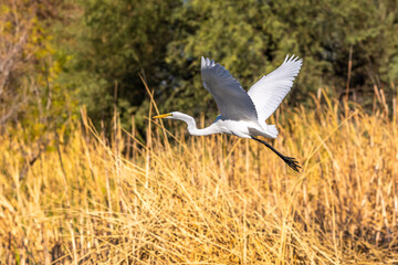 A Great White Egret in Tucson, Arizona