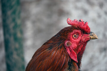 Cockerel