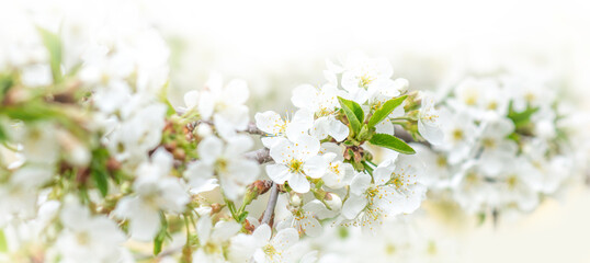 Beautiful branches of blossoming cherries. Beautiful abstract spring background. Banner. Copy space