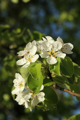 Birnbaumblüte Mostviertel