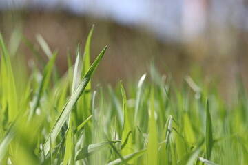 green grass in the wind