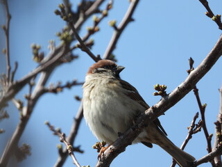 bird on a branch