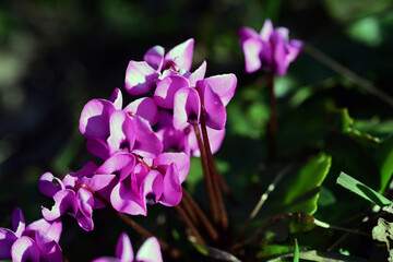 Fototapeta na wymiar Cyclamen is a genus of 23 species of perennial flowering plants in the family Primulaceae. Cyclamen species are native to Europe and the Mediterranean Basin east to the Caucasus