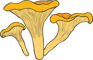Mushroom Chanterelle Hand Drawn Line Art Illustration