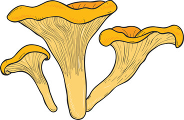 Mushroom Chanterelle Hand Drawn Line Art Illustration © Good Studio