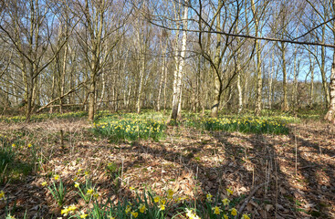 Spring daffodils growing in bare woodland