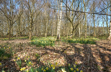 Spring daffodils growing in bare woodland
