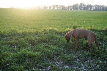 Brauner afrikanischer Jagdhund am Feldrand bei Sonne am Abend im Frühling 