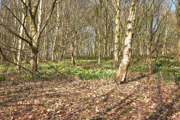 Spring daffodils growing in bare woodland