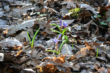 Common Camas (Camassia quamash (Pursh) Greene) in the floodplain forest