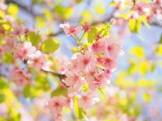 青空を背景にピンクの桜が咲いている