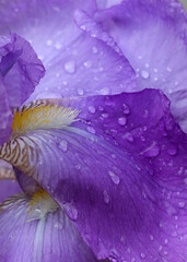 Purple Violet flower .Drops of dew on a Violet Iris or Bearded Iris on the background of bright green landscaped garden .Beautiful flower .Petals of Iris close-up. Garden decoration .Spring background