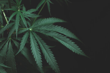 Alternative medicine represented by medical marijuana, female cannabis shrub texture. copy space, close up. Branches of Medical Marijuana with flower bud sites Cannabis cultivation