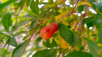 Pomegranate buds on plant pomegranate flower bud blooming