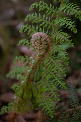 A closed fern with soft spring sunlight, spring blossoming. New life concept.