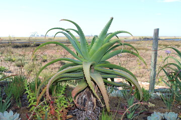 aloe Vera houseplants herb plant