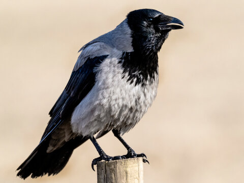 Hooded crow (Corvus corone cornix)