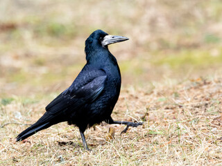 Fototapeta premium Walking rook