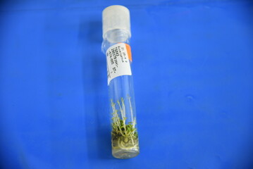 The process of plant production from tissue culture in the Laboratory