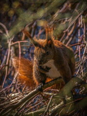 The visitor - Der Besucher