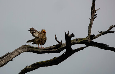 An Egyptian Vulture perched on a dead tree