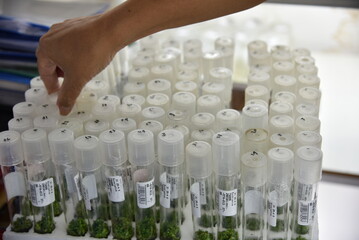 The process of plant production from tissue culture in the Laboratory