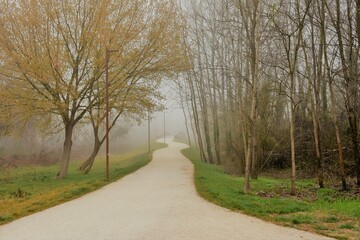 Viale alberato immerso nella nebbia primaverile