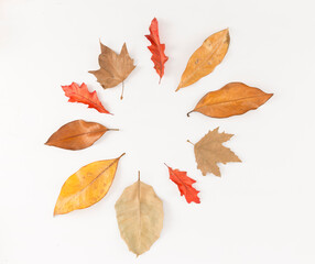 autumn leaves on a white background
