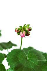 Pink flower blossom of geranium,pPelargonium on white background