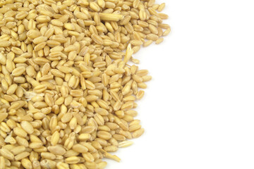Wheat grains isolated on white background, copy space for text.