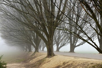 Viale alberato immerso nella nebbia primaverile