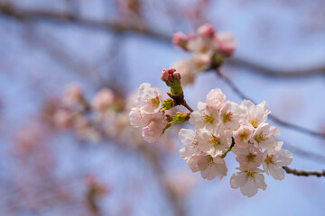 桜背景写真 