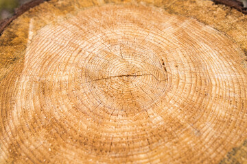 木の年輪素材写真