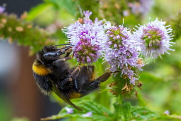 Bumble Bee , New Zealand