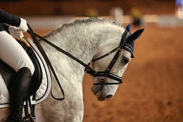 Dressage horse white with rider, head portraits Horse's head from the side with the reins pulled...