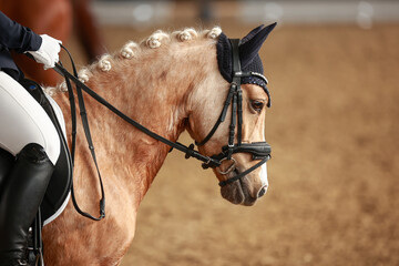 Dressage horse in a test, head portraits from the side, loose on the reins with a beautifully...