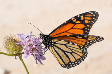 Monarch Butterfly, perched and feeding. Older insect starting to show signs of wear.