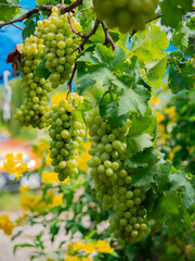 Take a photo of green grapes in the garden.