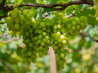 Take a photo of green grapes in the garden.