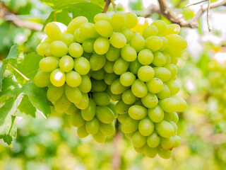 Take a photo of green grapes in the garden.