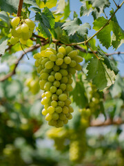 Take a photo of green grapes in the garden.