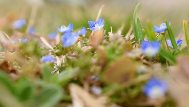 Small wild blue flower in garden Germander Speedwell or Veronica chamaedrys during spring day