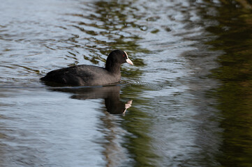 Fulica atra - Eurasian coot - Foulque macroule