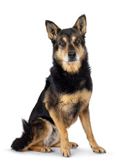 Sweet senior shepherd dog, sitting up facing front. Looking towards camera. Isolated on a white background.